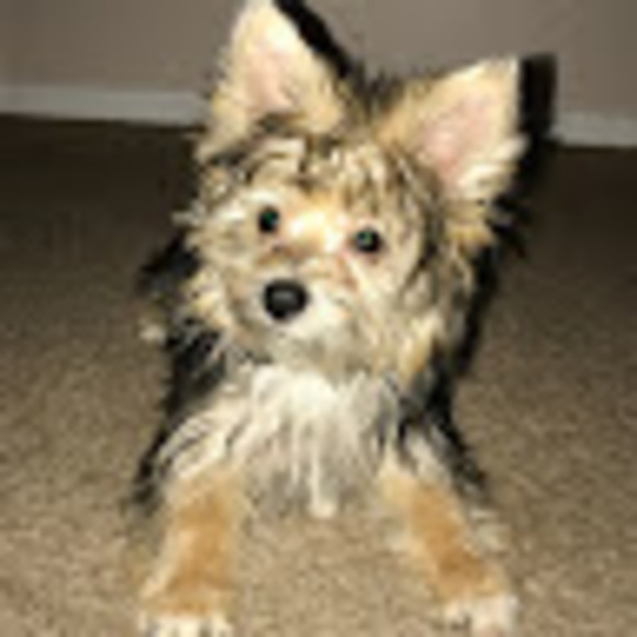Meet your Posher, Shanda - Picture 1 of 1